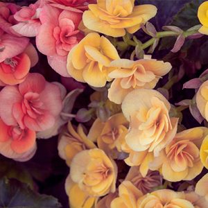 EL DISEÑO ACÚSTICO DE INTERIORES  (sin sonidos)